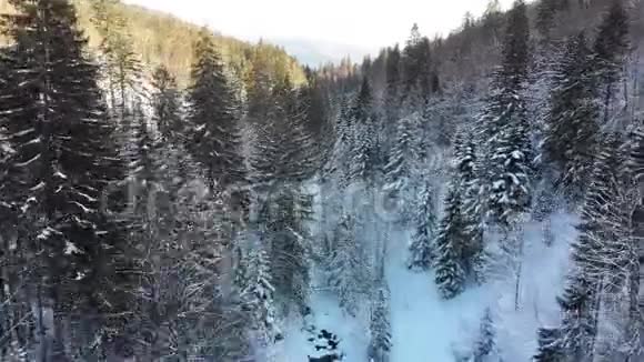 飞过雪山树梢附近的冬季针叶喀尔巴阡森林视频的预览图