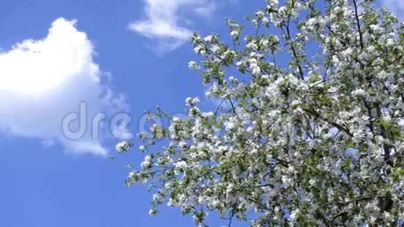 春天绿树成荫蓝天白云蜜蜂飞来飞去视频的预览图
