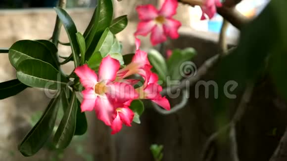 粉红色的阿登贝苏姆花在花园里被温柔的风摇曳视频的预览图