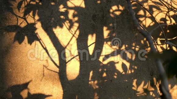 树叶和树枝在水泥墙背景下的阴影视频的预览图
