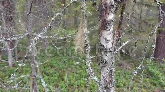 林中有牌照的桦树树干视频的预览图