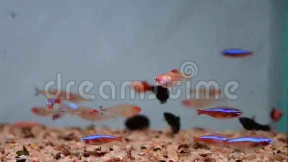 霓虹灯黑色莫莉小狗在淡水热带水族馆游泳视频的预览图