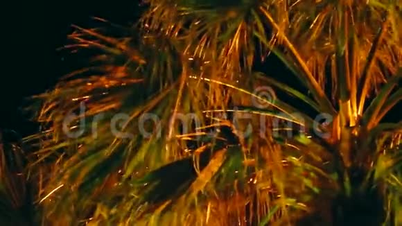 夜掌树视频的预览图