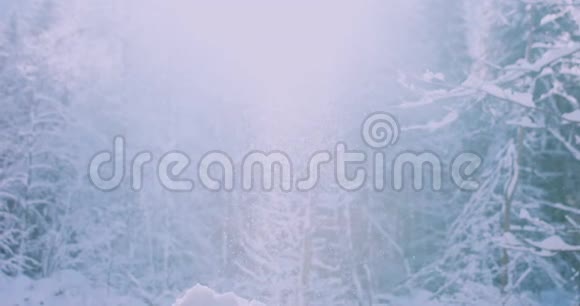 冬天的太阳在寒冷的早晨伴随着树木在降雪中闪耀4k决议视频的预览图