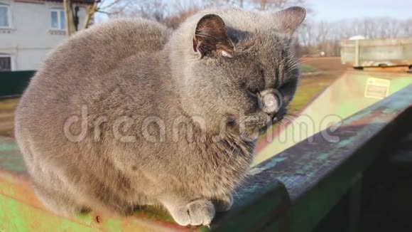 灰色的猫在早春的阳光下变暖视频的预览图