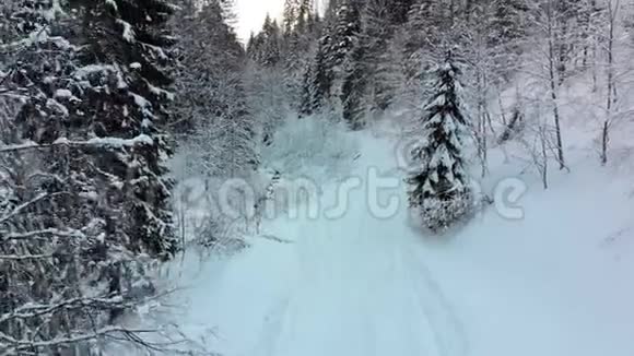 在雪山树梢附近的冬季针叶林喀尔巴阡山脉视频的预览图