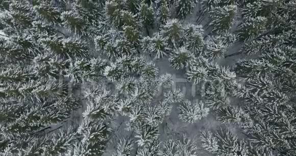 在冬天看到一片覆盖着雪的冰冻森林飞越冬林之上顶景视频的预览图