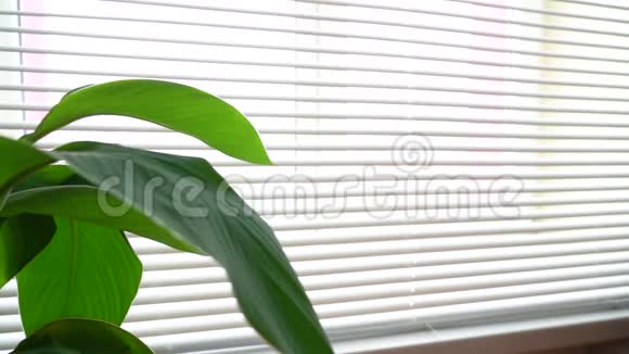 在办公室窗户附近的一个罐子里种植美人蕉室内植物视频的预览图