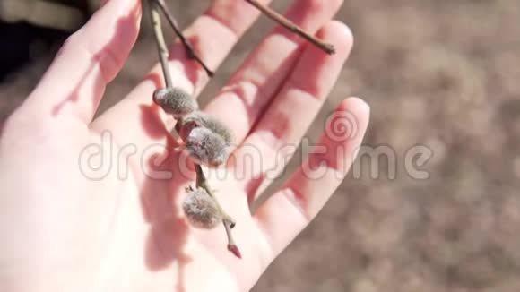 一枝盛开的柳树在女人手里视频的预览图