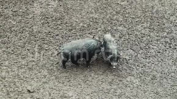 两头野猪在泥里挖食物在森林里觅食一种杂食性的非反刍动物视频的预览图