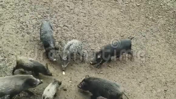 一群野猪和小猪在森林里寻找食物一大群不同年龄的野猪视频的预览图