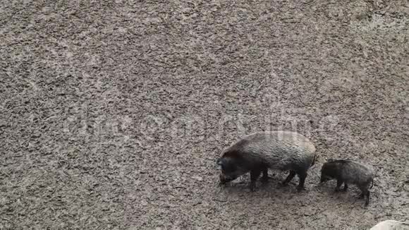 两头野猪在泥里挖食物在森林里觅食一种中等体型的杂食性artodactyl非反刍动物视频的预览图