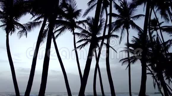 在靠近大海的棕榈树的背景上日落视频的预览图
