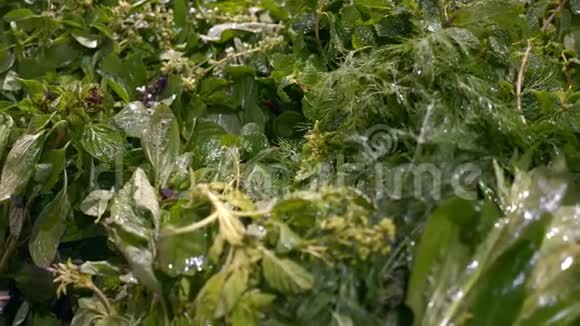 超市货架上的新鲜绿色食品的分配帕利薄荷迪尔视频的预览图