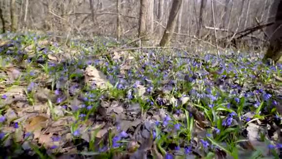 春天蓝色的雪在春天的森林里冲破老叶视频的预览图