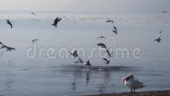 白天鹅喜欢大湖岸视频的预览图
