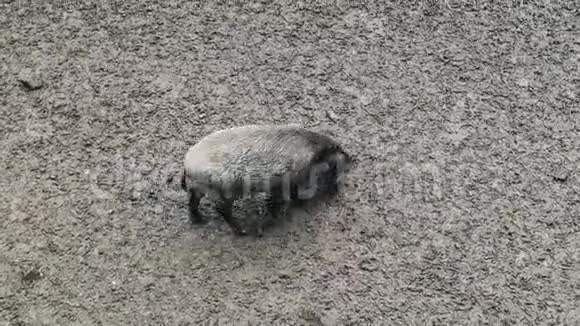 一只又脏又湿的野猪在泥土中扎根用一个镍来寻找食物无反刍动物视频的预览图