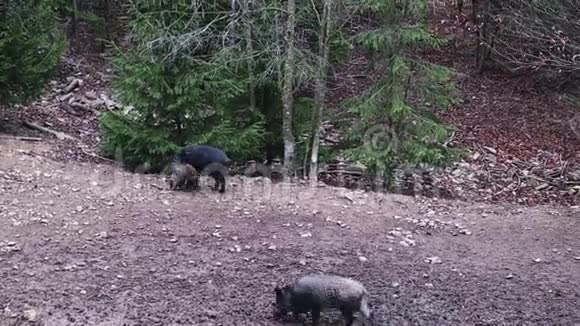 一群野猪和小猪在森林里寻找食物森林里各种年龄的一大群野猪视频的预览图