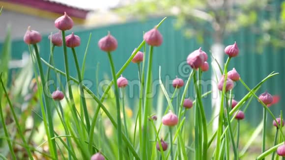 庭园中未成熟的粉红色花芽随风摇摆视频的预览图
