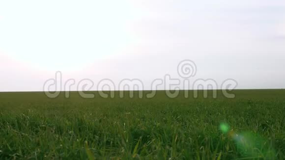 绿色的小麦芽农业概念早春在日落时的冬麦田增长视频的预览图