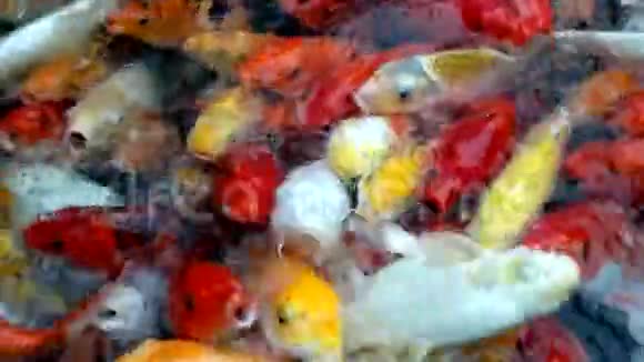 五颜六色的日本鱼在池塘里游泳视频的预览图