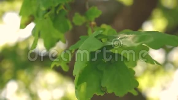 春天夏天公园里的树慢动作青橡树叶子在树枝上橡树林视频的预览图