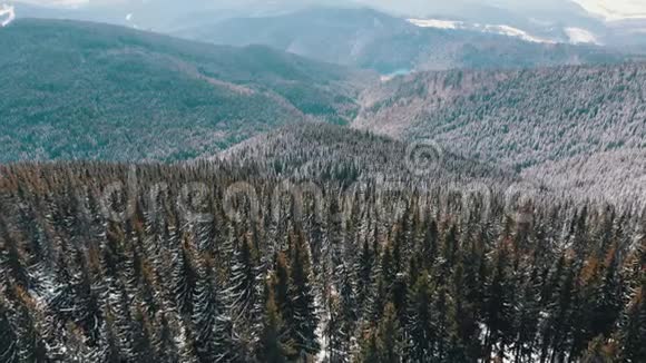 飞越风景白雪皑皑的喀尔巴阡山山顶森林视频的预览图
