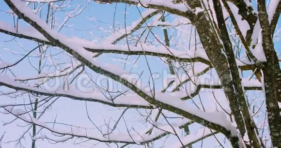 一个阳光明媚的冬天早晨从树枝上飘落的雪4k决议视频的预览图