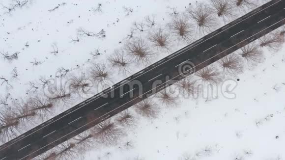 冬季水杉南木路高空俯视对角线景观视频的预览图