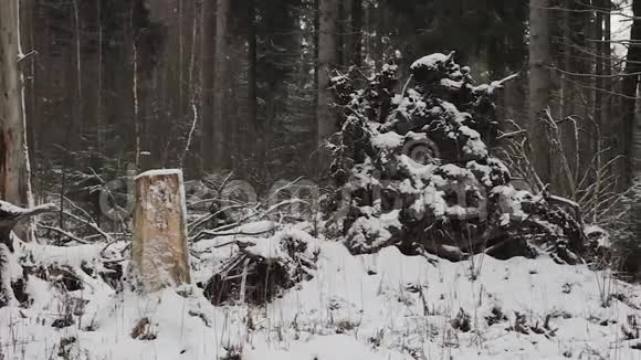 冬林中的落叶乔木雪疹系统视频的预览图