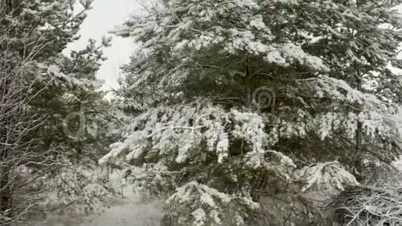 空中视频镜头垂直升起在一棵松树上冬天的松林里有着白雪覆盖的树枝视频的预览图