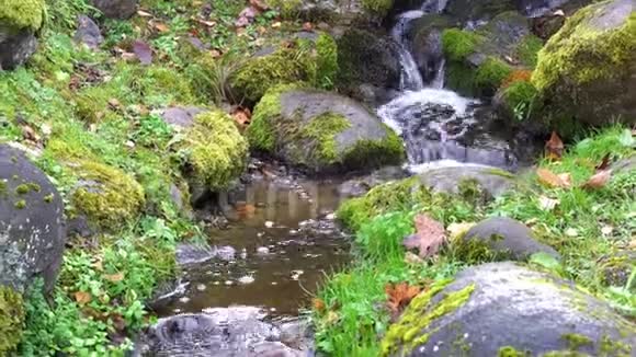 在茂密的苔藓和茂盛的植被之间有清澈的水流的风景青苔坡上的山溪清新视频的预览图