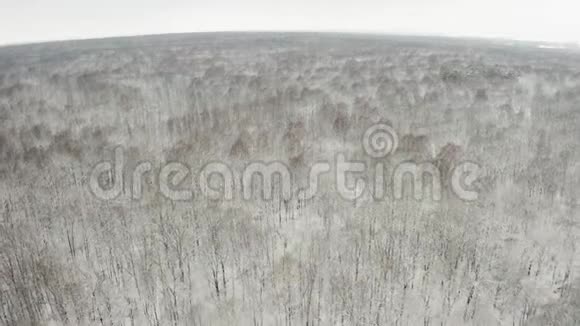 空中视频在冬季落叶林中用一架四翼飞机飞过树梢落叶和白雪覆盖的树枝视频的预览图