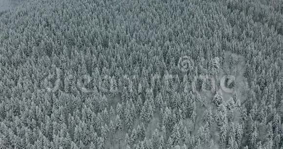 冬季云杉和松林的高空俯视天桥拍摄覆盖着雪的树木视频的预览图