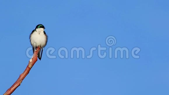 小树燕子栖息在左边羽毛和翅膀飞翔在蓝天上视频的预览图