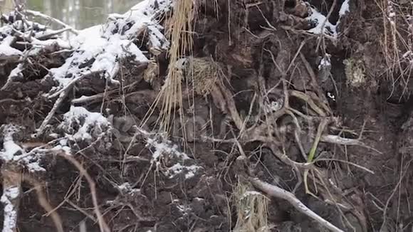 从雪林中挖出的倒下的树根系统视频的预览图