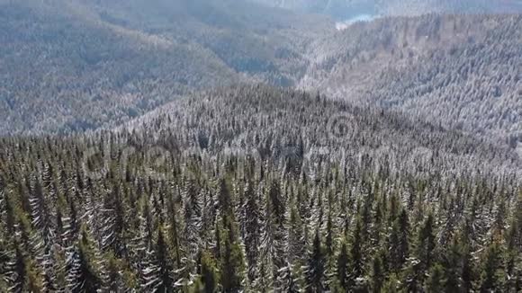 飞越雪域喀尔巴阡山顶部的雪云杉森林视频的预览图