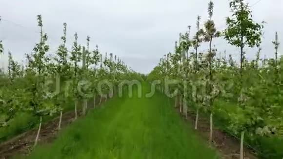 用灌溉系统飞过苹果园的树梢视频的预览图