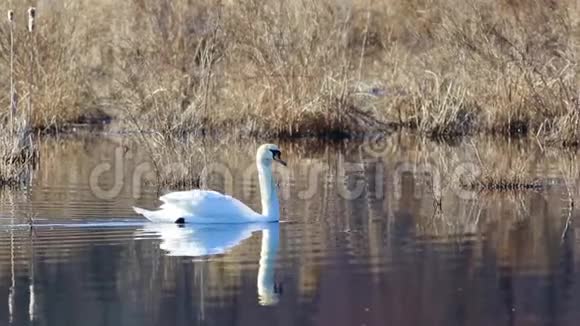 可爱的天鹅在金色的平静的水中慢慢地游向右侧视频的预览图
