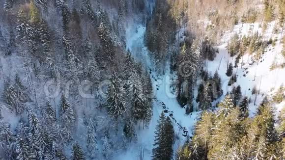 飞过雪山树梢附近的冬季针叶喀尔巴阡森林视频的预览图