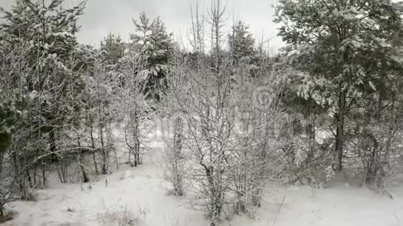 空中视频在一片年轻的松林中在白雪覆盖的松树之间驾驶四架飞机视频的预览图