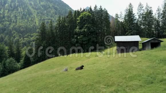 牛躺在巴伐利亚山区高山乡村动物农场的草地上视频的预览图