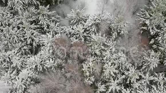空中视频垂直全景覆盖松树和雪覆盖树枝在冬季松林视频的预览图