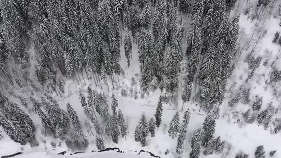 雪山森林中的喀尔巴阡山云杉和松树的鸟瞰图视频的预览图