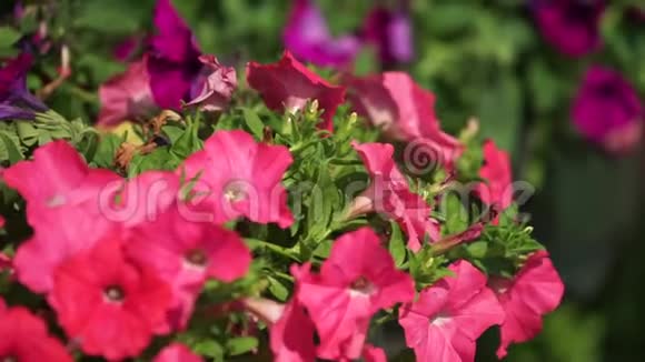 科尼切车站五颜六色的花和伞拱卡塔尔多哈视频的预览图