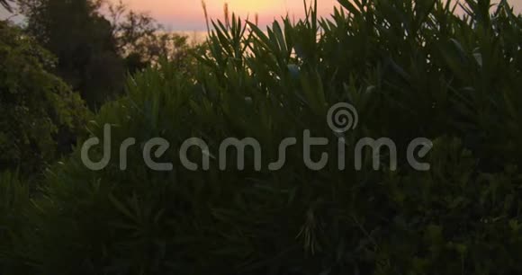 海面上的日落出现在前景的花朵之间美丽的灯光心情视频的预览图