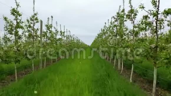 穿过一个有苹果树的果园农业种植园农田在开花的树枝间飞翔视频的预览图