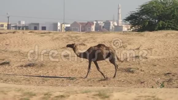 在阿布扎比骆驼在沙漠中行走慢动作背景是城市景观视频的预览图