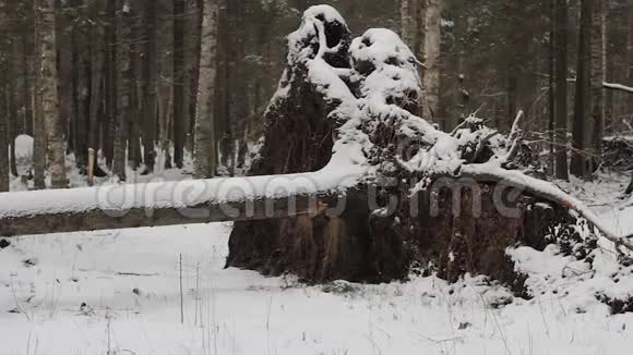 冬林中的落叶乔木雪疹系统视频的预览图