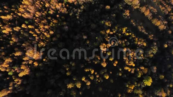在夕阳的照耀下在秋林的树梢上平稳地飞行喀尔巴阡山脉的大自然4K飞机视频的预览图